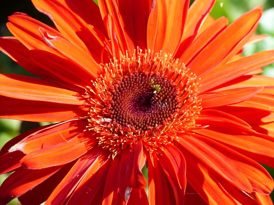 gerbera, red, flower, closeup, vibrant, floral, fresh, bloom HD wallpaper