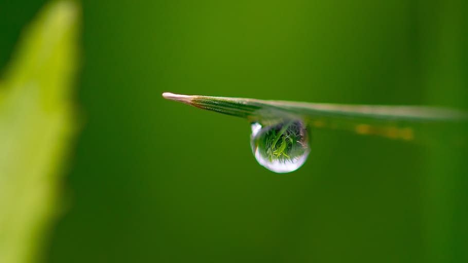 water, dew, rain, reflection, green color, close-up, no people HD wallpaper