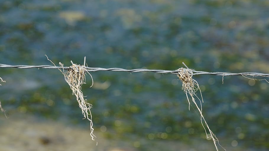 Barbed Wire, Hay, Straw, Wind, Fence, focus on foreground, nature HD wallpaper