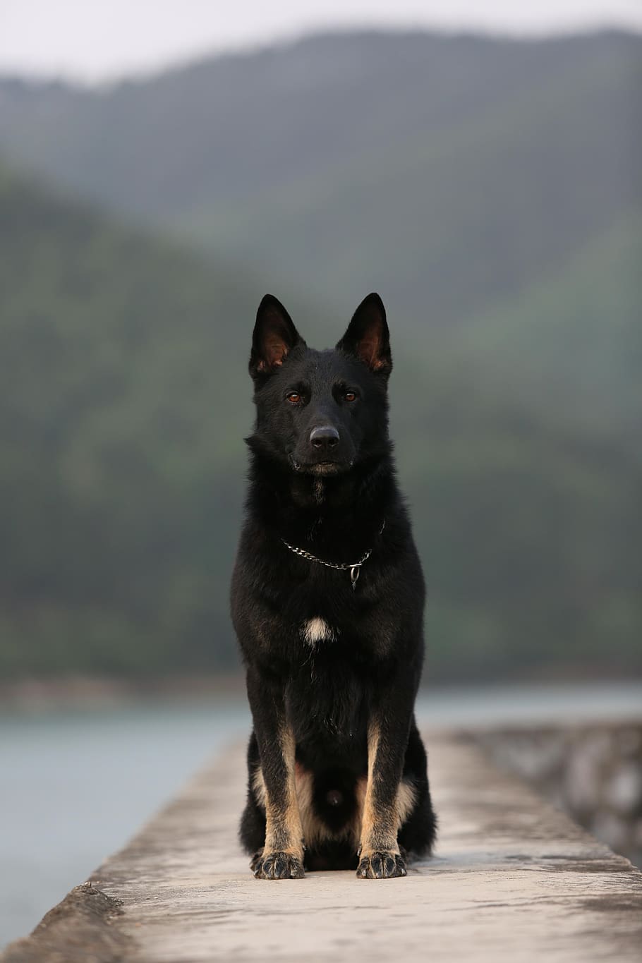 german shepherd, squat, dog, sitting, one animal, pets, domestic HD wallpaper