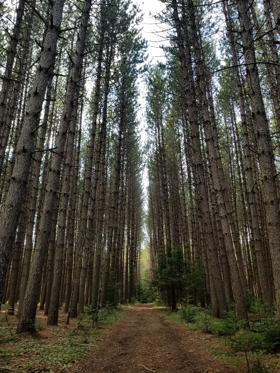 pine, trees, forest, plant, land, tree trunk, woodland, tranquility HD wallpaper