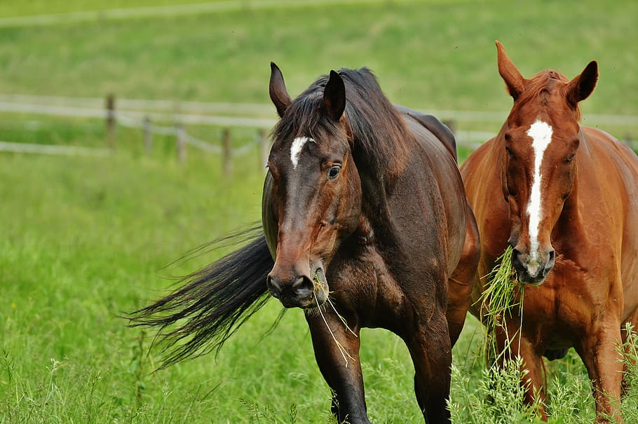 horses, for two, coupling, stallion, eat, paddock, brown, meadow HD wallpaper
