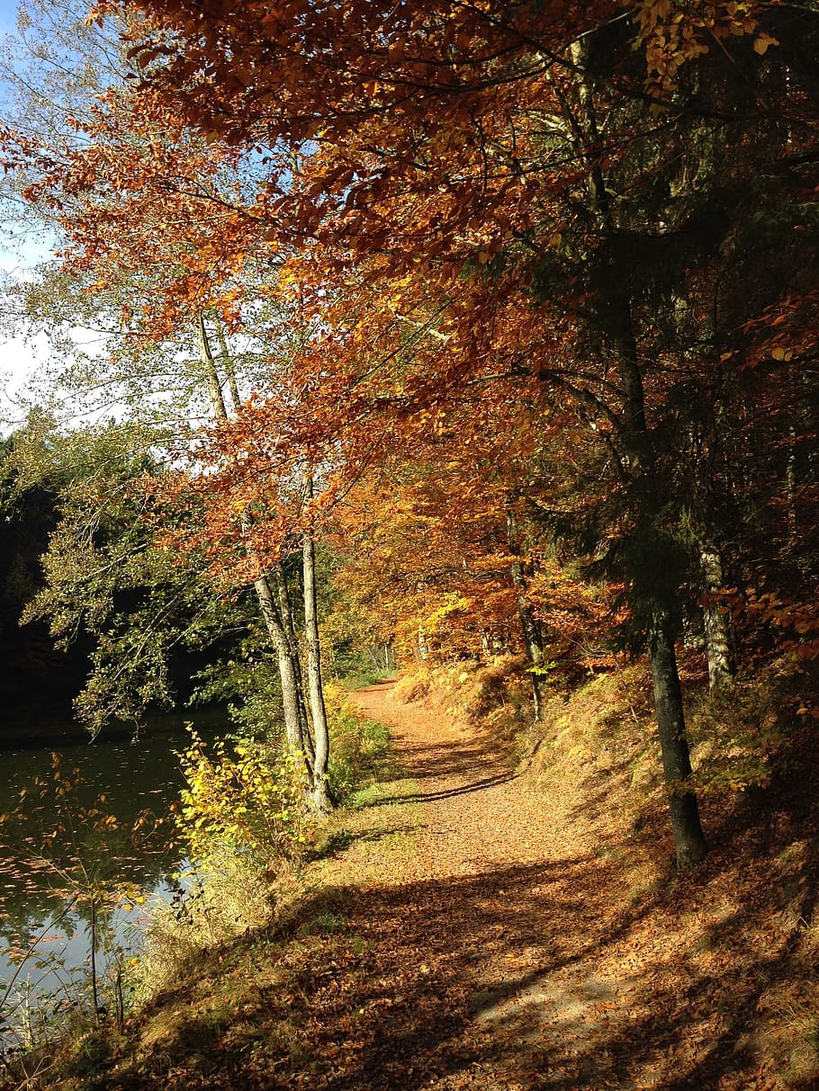 green tree near lake, forest path, trees, sunlight, shadow HD wallpaper