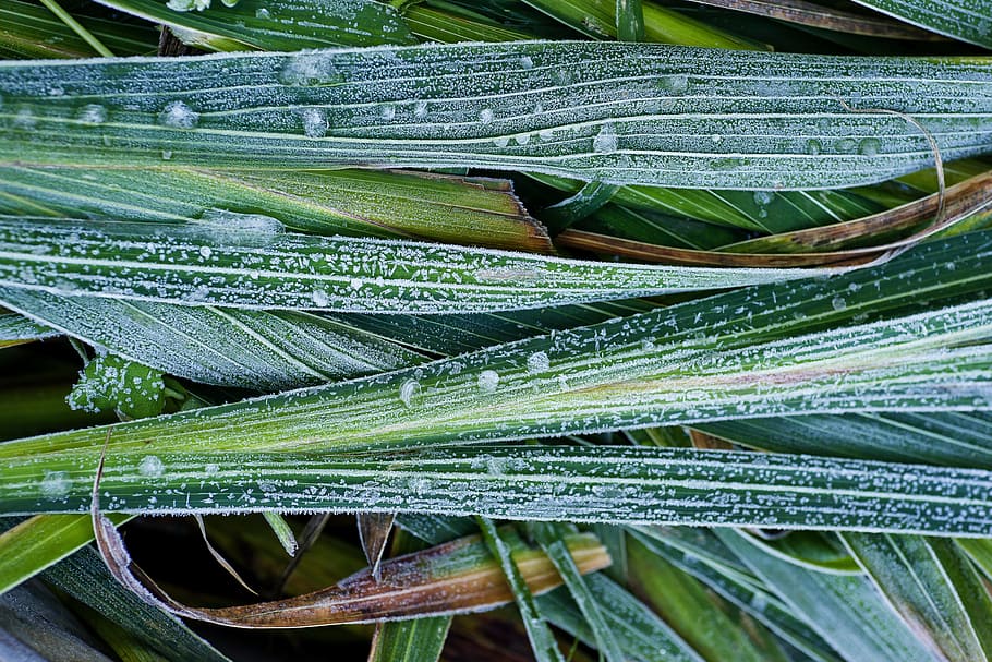 frost, grass, autumn, ice, green, macro, background, white HD wallpaper