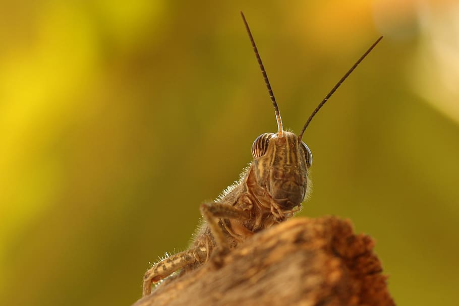 insect, grasshopper, macro, close up, invertebrate, animal themes HD wallpaper