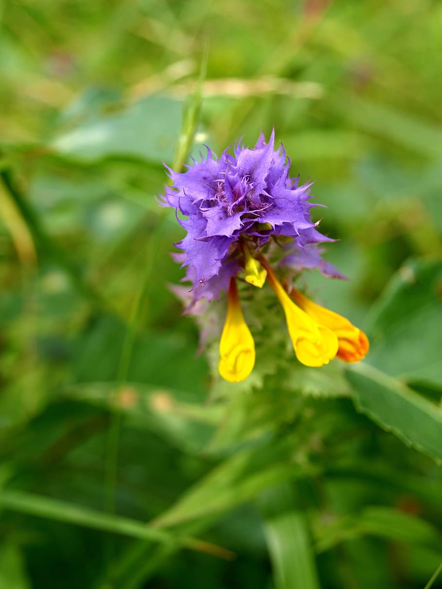 flowers, forests, nature, flowering plant, vulnerability, fragility HD wallpaper