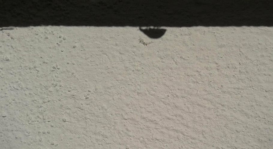 ladybug, insect, shadow, wall, black and white, wall - Building Feature HD wallpaper