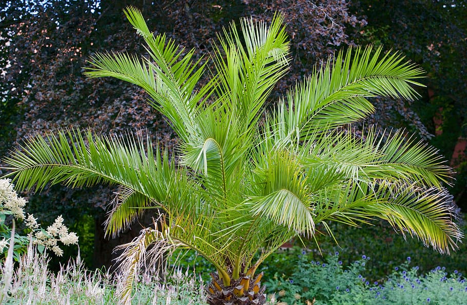 palm, garden, nature, spring, plant, growth, green color, tree HD wallpaper