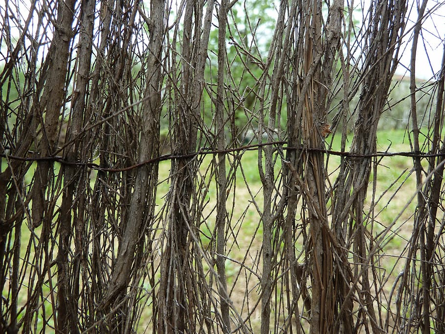 fence, roots, wood, nature, tree, backgrounds, forest, branch HD wallpaper