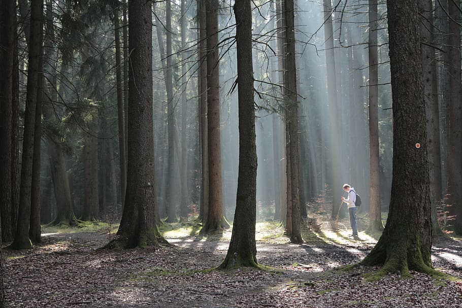 Forest, Beds, Man, Hiking, Light, Trees, lost, tree trunk, woodland HD wallpaper