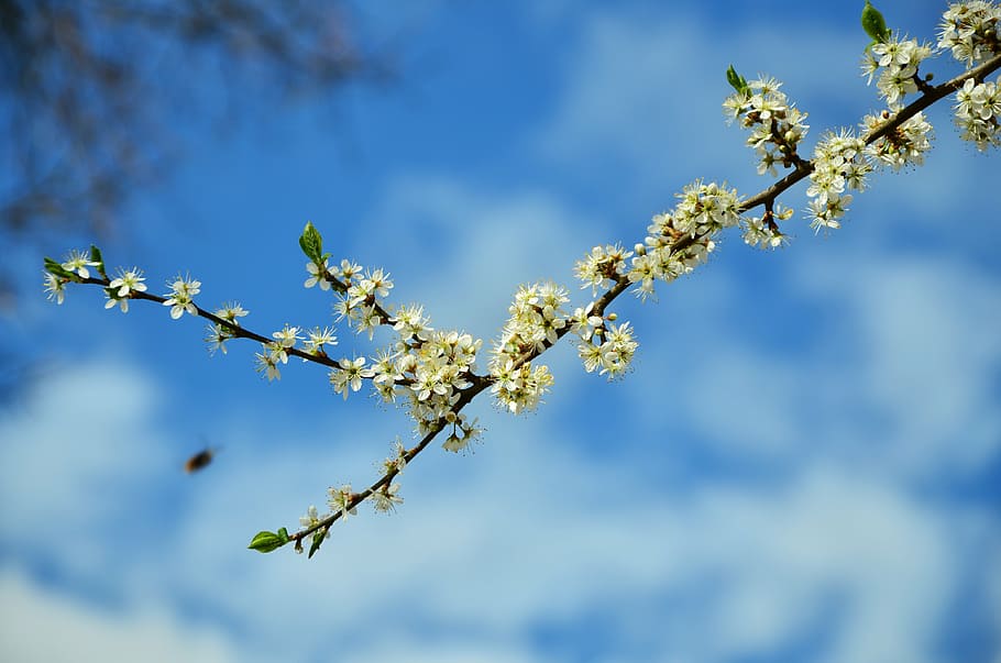 tree blossoms, flowers, spring, branch, flowering twig, white HD wallpaper