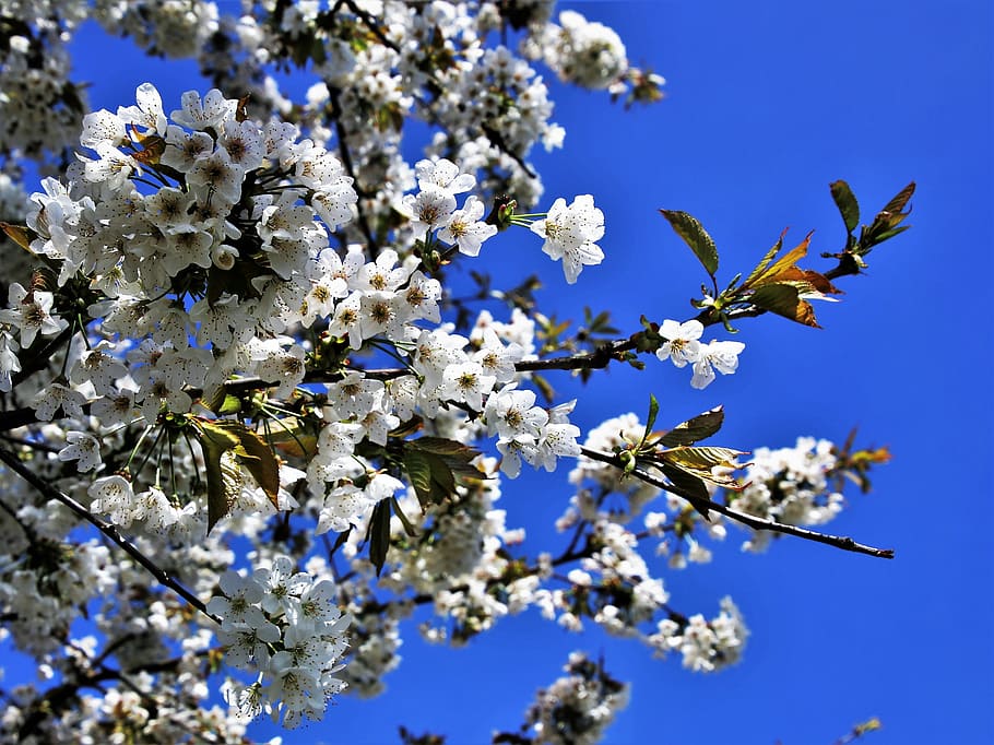 spring, flower, tree, branch, season, nature, the freshness HD wallpaper