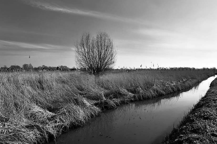 tree, waterway, field, landscape, flat, scenery, rural, dutch landscape HD wallpaper