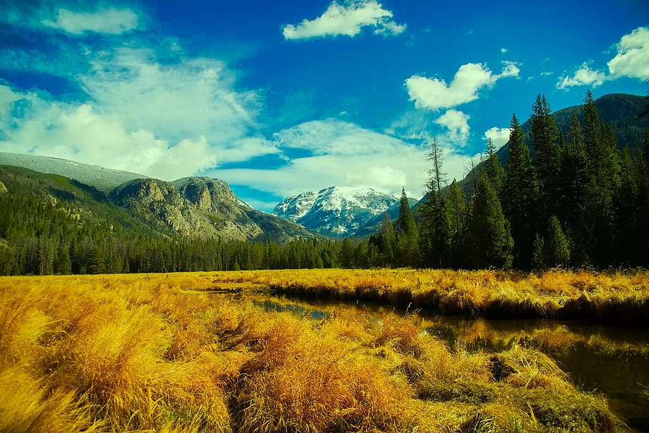 brown grass field near the trees under the white clouds, mountains HD wallpaper