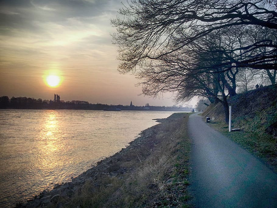 sun, sunset, rhine, cologne, sky, water, tree, beauty in nature HD wallpaper