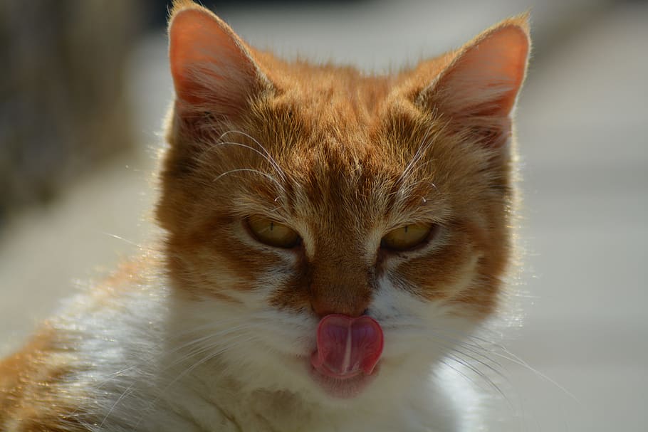 cat, tabby, gold, domestic cat, feline, pets, mammal, one animal HD wallpaper