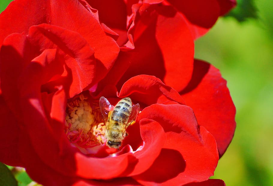 Bee, Insect, Blossom, Bloom, Pollination, pollen, nectar, flower HD wallpaper