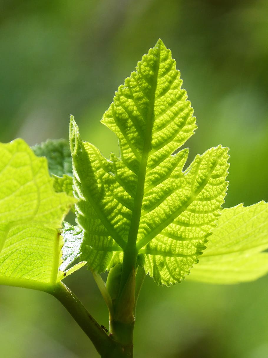 leaf, fig leaf, outbreak, backlight, plant part, green color HD wallpaper