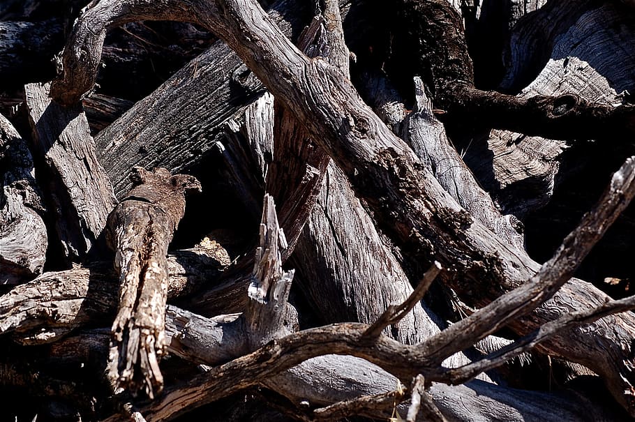 Trunk, Tree, Dry, Nature, Forest, texture, tree trunk, no people HD wallpaper