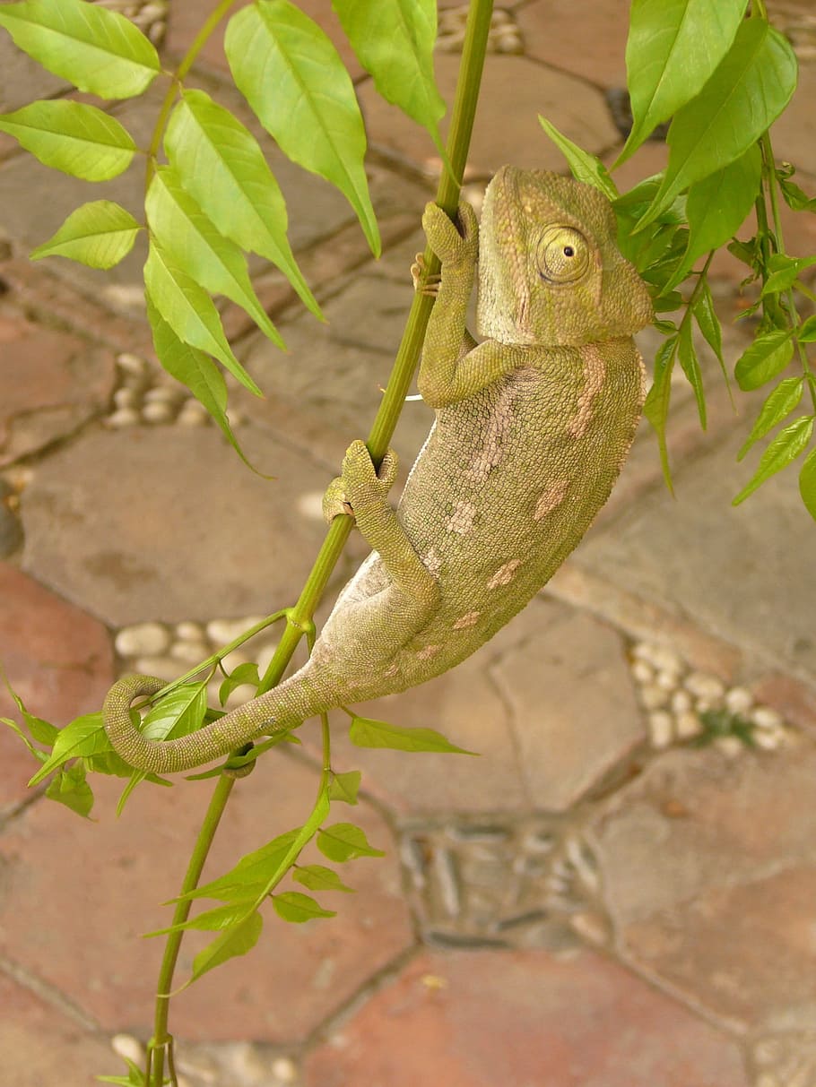 chameleon, reptile, insect eater, animal, animal themes, animal wildlife HD wallpaper