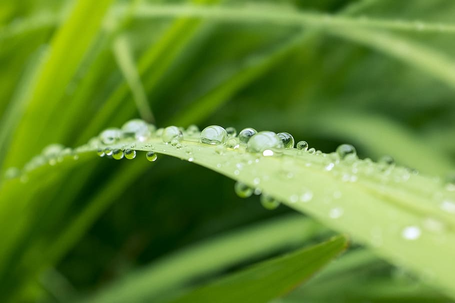 macro shot of water droplets on green grass, macro photography of water drop on leaf HD wallpaper
