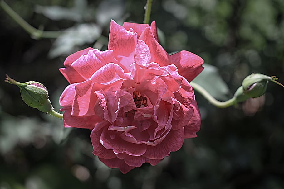 rosa, flower, nature, flowering plant, pink color, beauty in nature HD wallpaper
