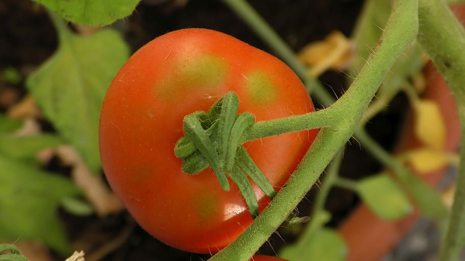 tomato, vegetables, fresh, ripening process, maturation process HD wallpaper