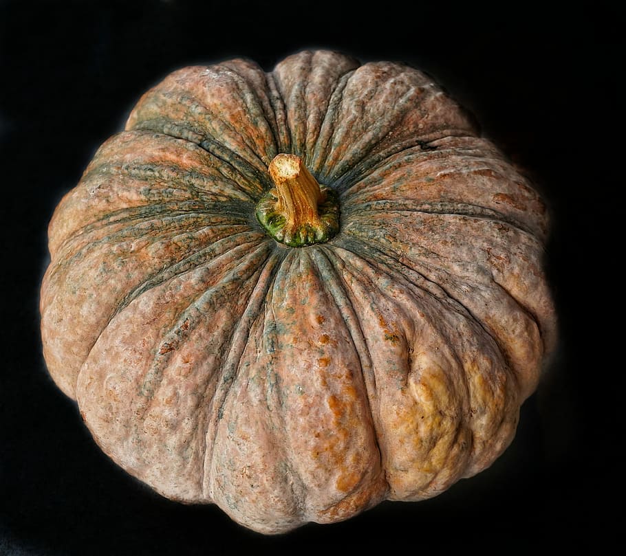 large, pumpkin, halloween, fall, thanksgiving, food, vegetable HD wallpaper