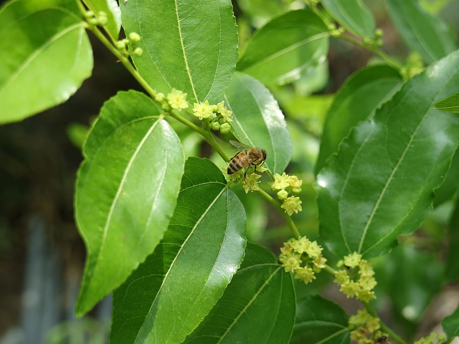 flame, bee, jujube trees, plant part, leaf, invertebrate, animal wildlife HD wallpaper