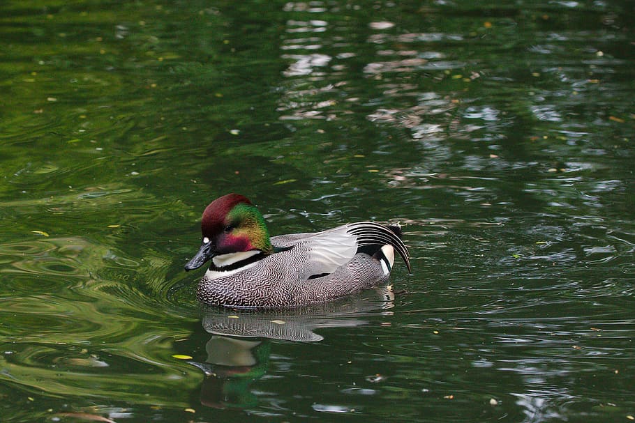 waters, nature, puddle, bird, animal world, lake, duck, swim HD wallpaper