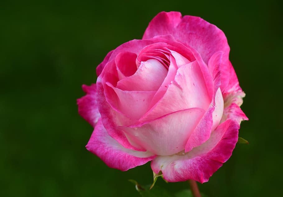 HD wallpaper: pink and white rose, pink rose, rose bloom, blossom, flower,  pink roses | Wallpaper Flare