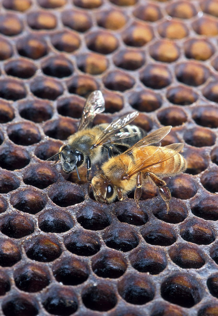 two honeybees, African Honeybee, Hive, Comb, beekeeping, honeycomb