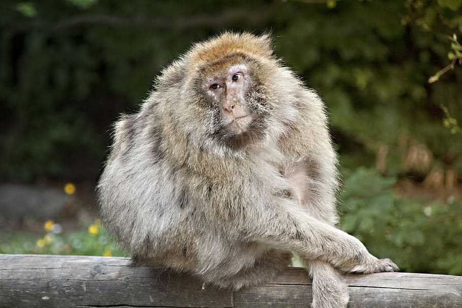 Monkey, Salem, Old, Animals, sitting, monkey mountain near salem HD wallpaper