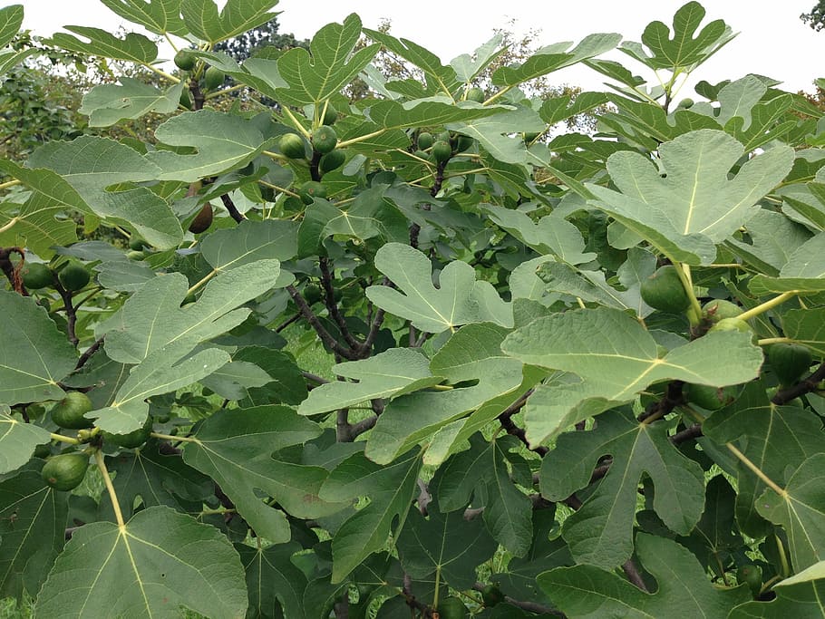 HD wallpaper: fig tree, unripe figs, fig leaves, natural, botanical, organi...