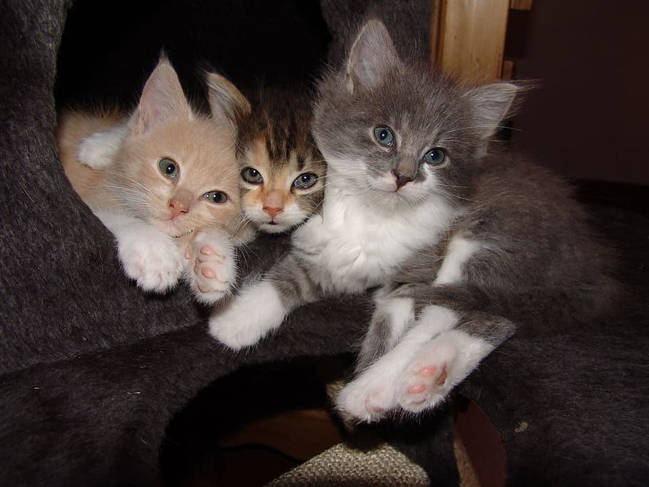 three kittens lying on sofa, cat, babies, trio, domestic Cat HD wallpaper