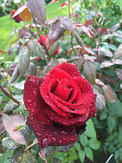 HD wallpaper: rose, tampere, hatanpää arboretum, plant, red, beauty in  nature | Wallpaper Flare