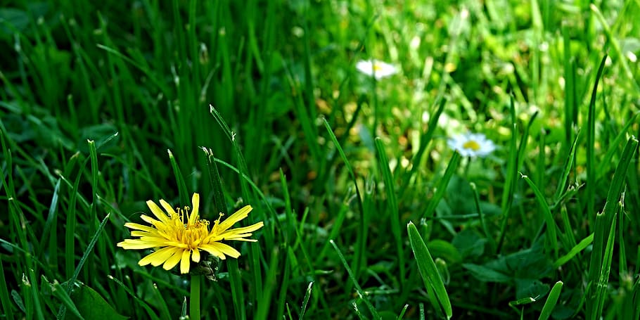 path, lights, grass, lawn, dandelion, flower, green, yellow HD wallpaper