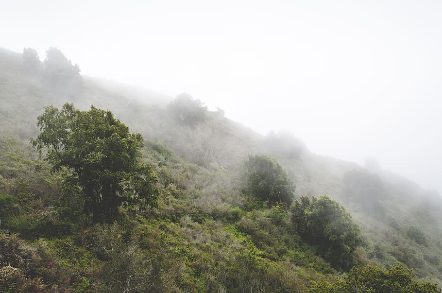 aerial photography of foggy forest, aerial shot of forest covered with fog HD wallpaper