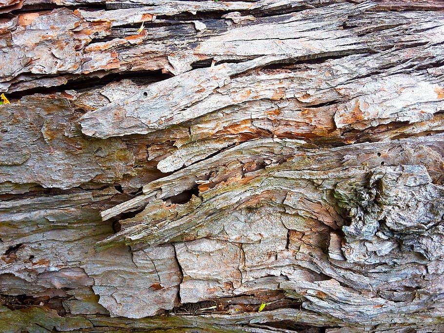 Wood, Trunk, Tree, Texture, wood background, wood - Material HD wallpaper