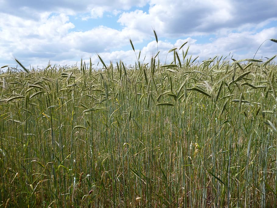 Cornfield, Plant, summer, nature, agriculture, sky, rural Scene HD wallpaper