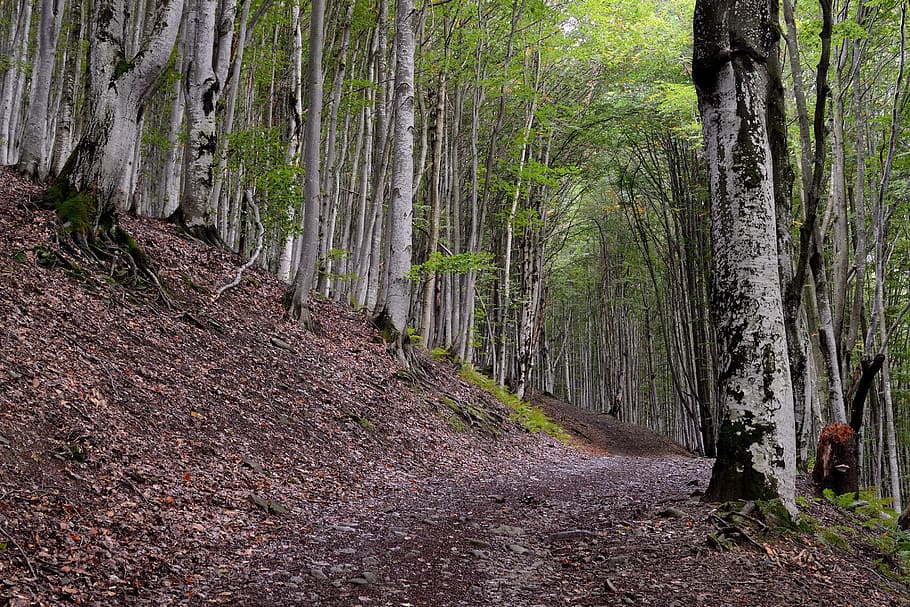 forest, road, trees, autumn, the way, wild wood, journey, nature HD wallpaper