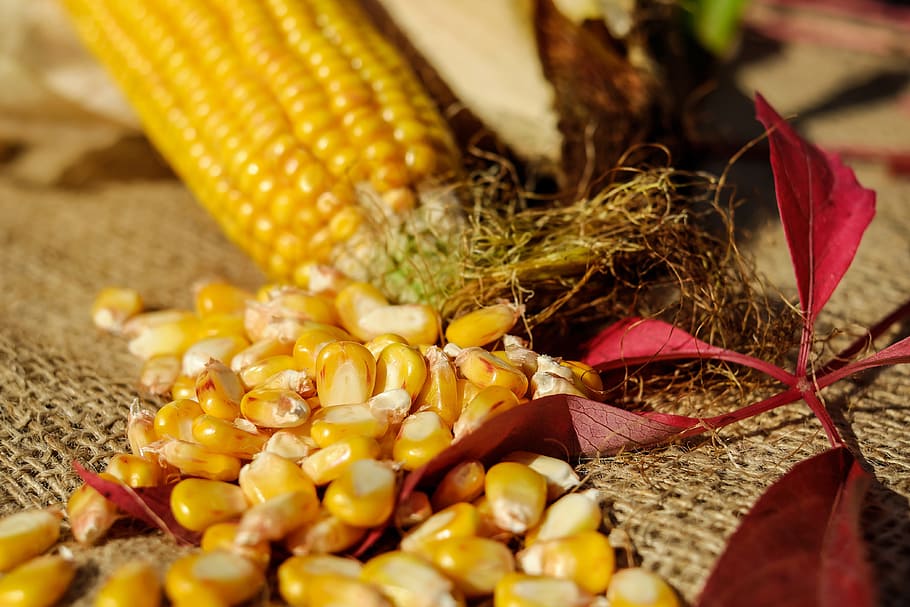 yellow corns, corn kernels, corn on the cob, vegetables, decoration HD wallpaper