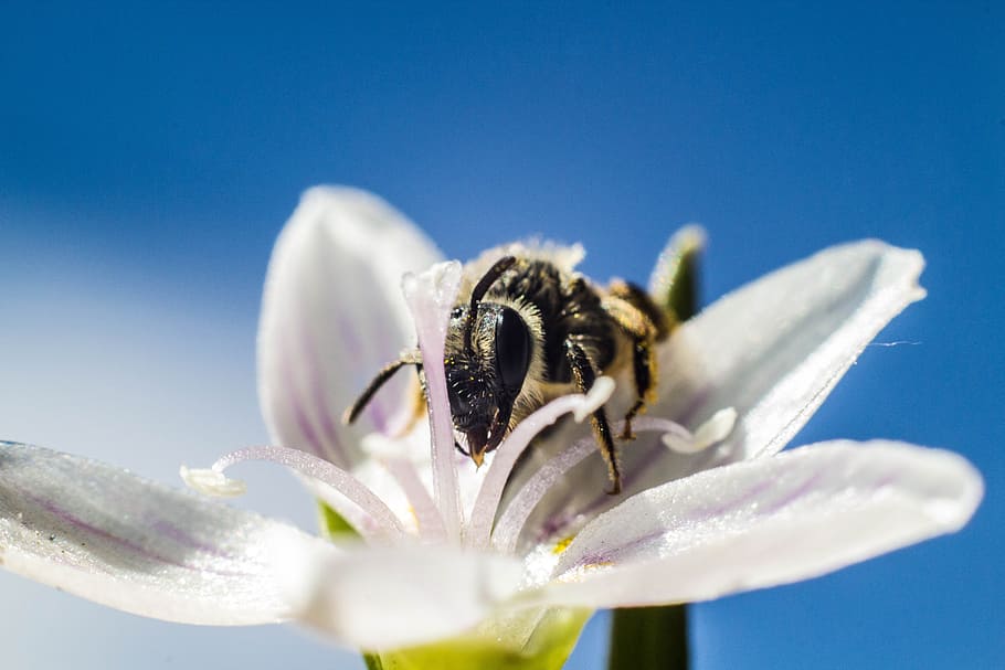 shallow focus photography of honeybee on top of white flower, honeybee perched on white lily selective focus photography HD wallpaper