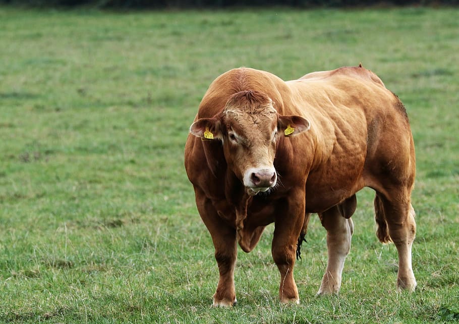 bull, cattle, animal, cow, farm, brown, grass, ranch, horns