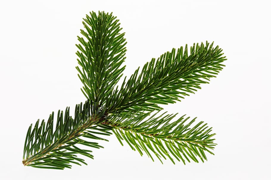 green pine tree leaves, nordmann fir, christmas, branch, christmas tree, HD wallpaper