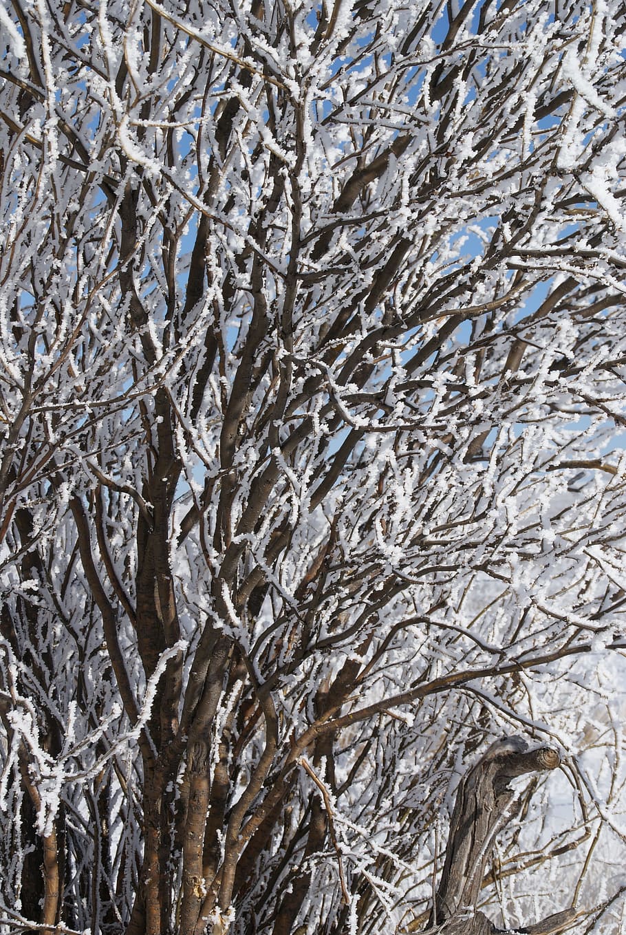 tree, frost, winter, nature, full frame, no people, backgrounds HD wallpaper