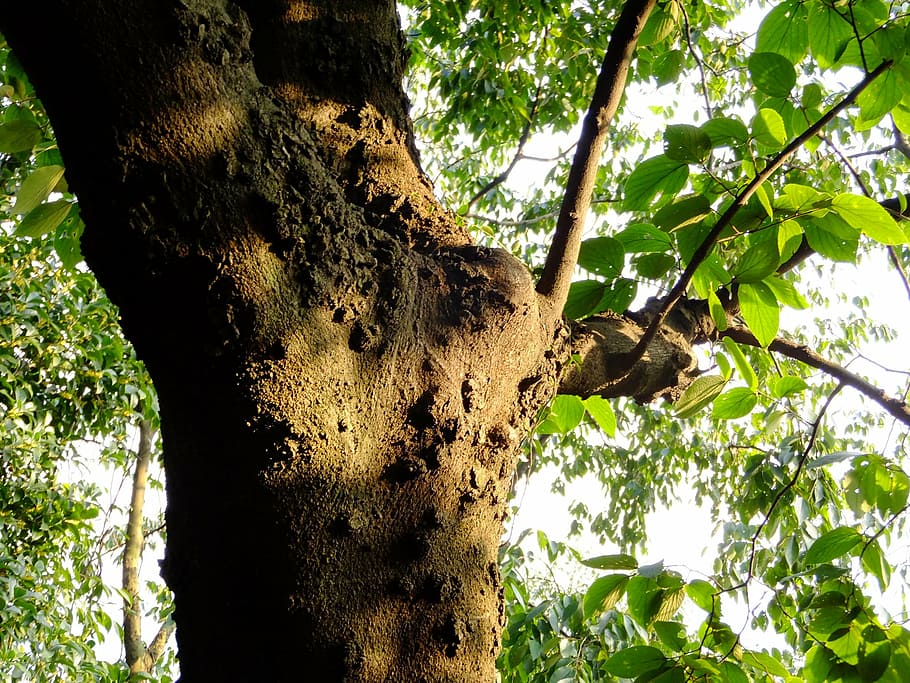 tree, shadow, branch, light and shadow, spring, plant, trunk HD wallpaper