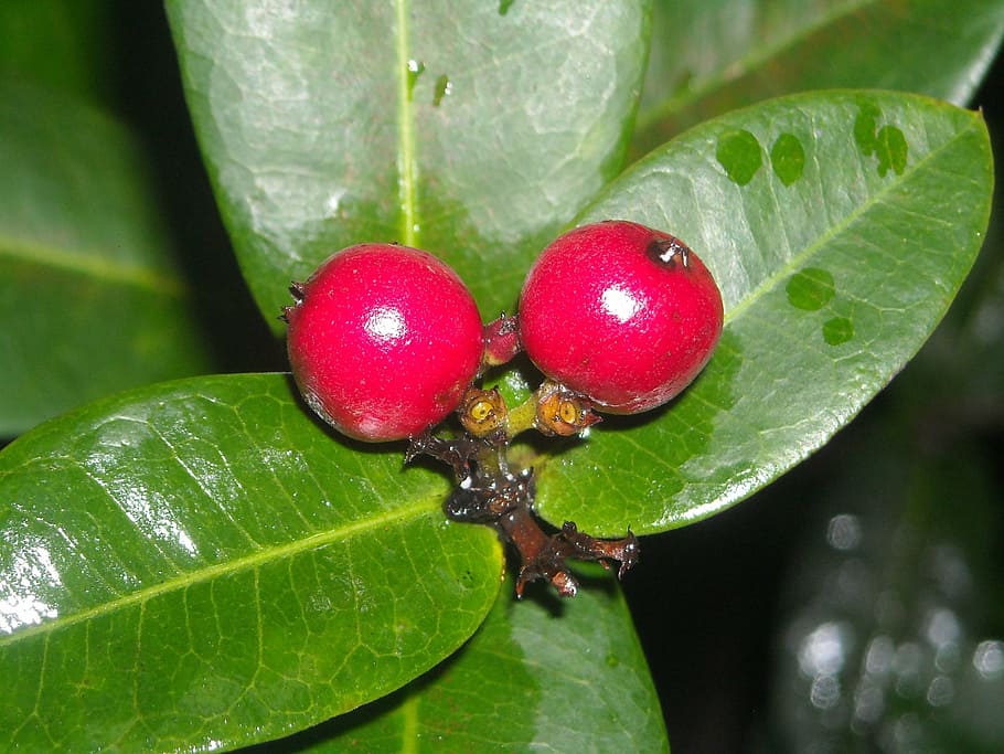 fruit, ashoka, red, leaf, green, flowers, plants, ornamental plants HD wallpaper