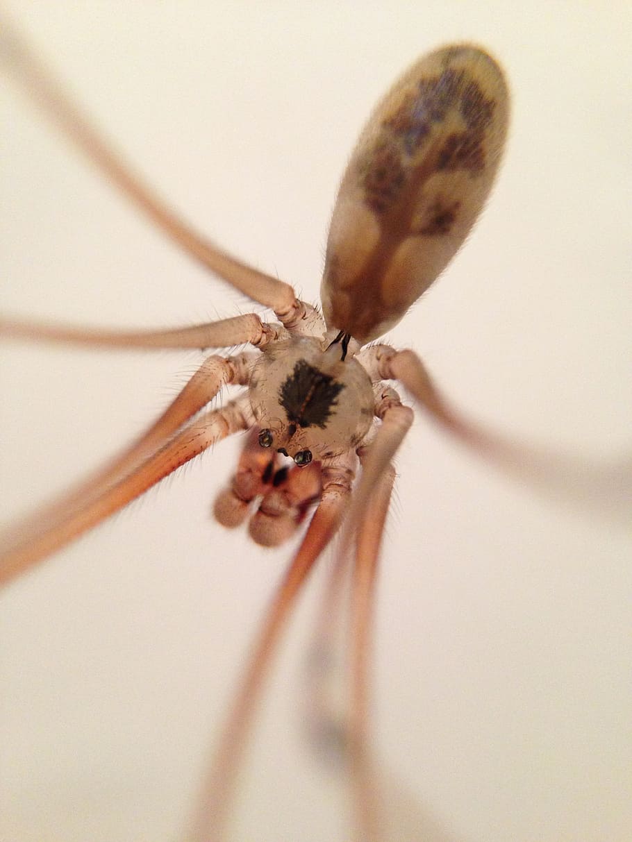 spider, macro, insect, close-up, animal, nature, invertebrate HD wallpaper
