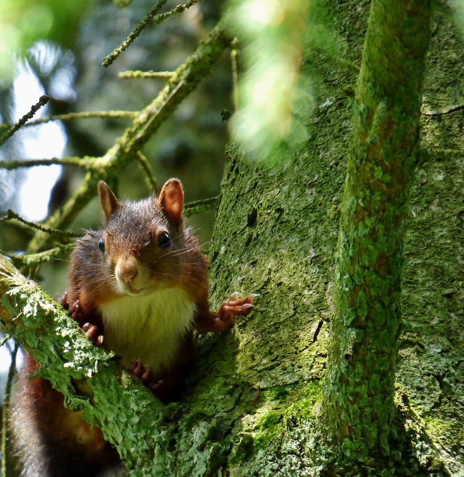Squirrel, Tree, Forest, Rodents, Animal, one animal, animals in the wild HD wallpaper